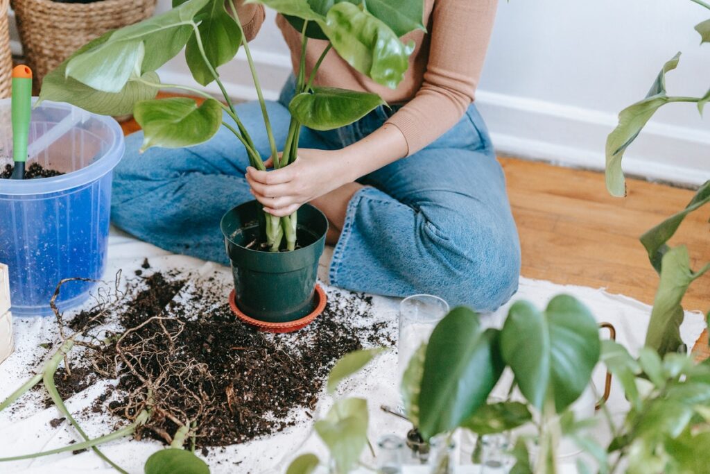 plantas em apartamento